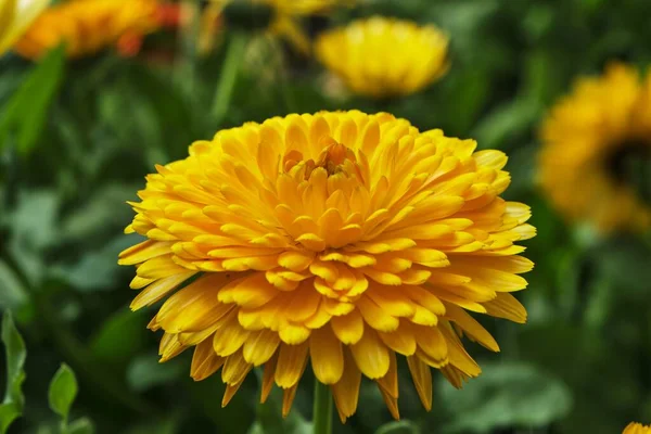 Close Multi Petal Yellow Flower — Stock Photo, Image