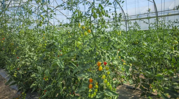 Diesem Gewächshaus Wachsen Verschiedene Gemüsesorten — Stockfoto