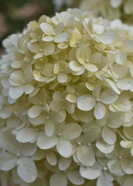 Hermoso Primer Plano Vertical Hortensias Blancas —  Fotos de Stock