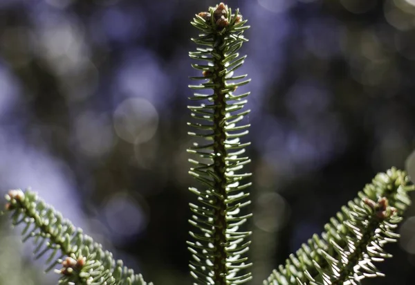 Schöne Nahaufnahme Eines Grünen Nadelbaums Vor Verschwommenem Hintergrund — Stockfoto