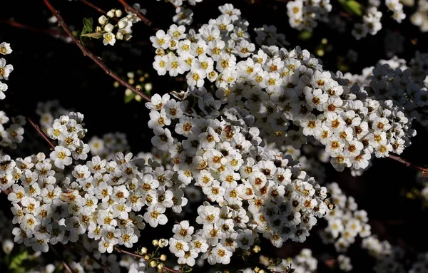 Белые Цветы Природе Берется Городе Рейссен Нидерландах — стоковое фото
