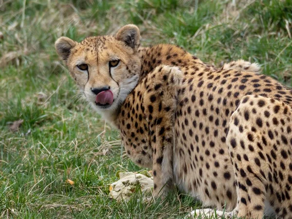 Closeup Shot Cheetah Laying Grass Perfect Background — Stock Photo, Image