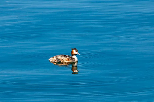 Bonito Pato Nadando Agua Lago Leman Suiza Durante Día — Foto de Stock