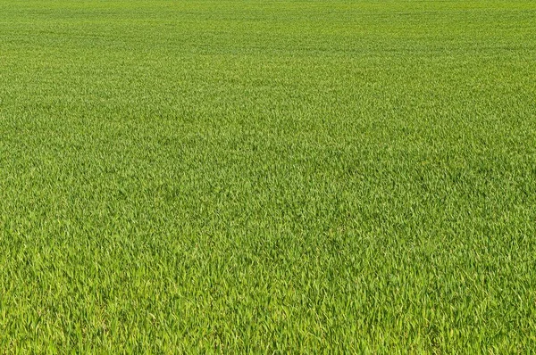 Green Meadow Rhne Valley Les Dents Midi Mountain Chessel Aigle —  Fotos de Stock