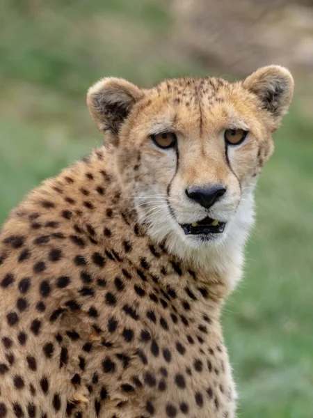 Closeup Vertical Shot Cheetah Greenery Background — Stock Photo, Image