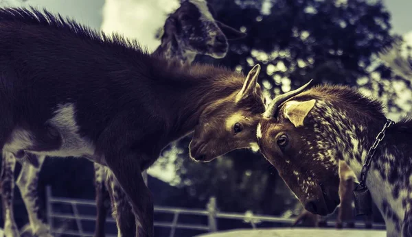 Close Uma Cabeça Luta Duas Cabras — Fotografia de Stock