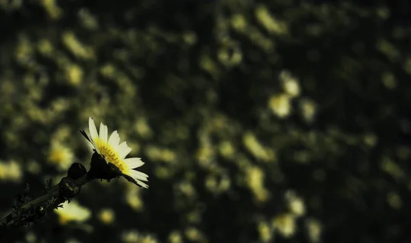阳光下令人惊叹的洋甘菊的选择性聚焦镜头 — 图库照片