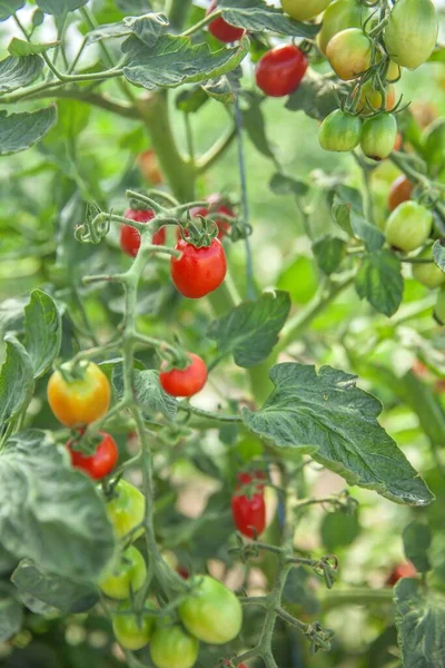 Los Tomates Rojos Están Creciendo Este Verano — Foto de Stock