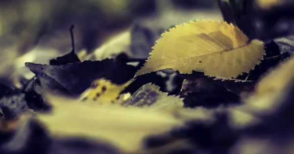 Een Prachtige Close Van Een Geel Blad Een Bos Herfst — Stockfoto