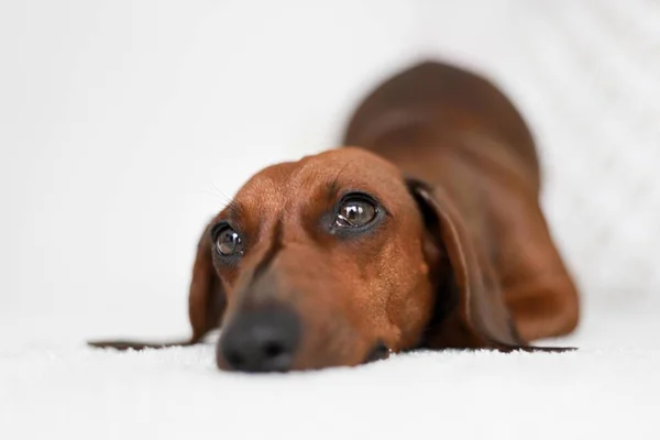 ダックスフントの子犬の美しいかわいいショット — ストック写真