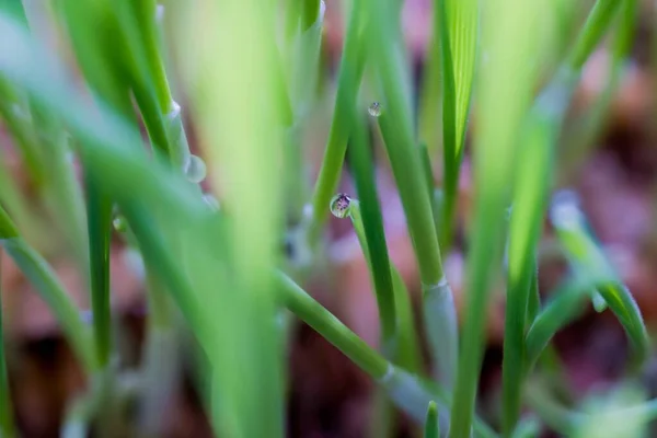 Tiro Close Gotas Água Gramíneas Verdes — Fotografia de Stock