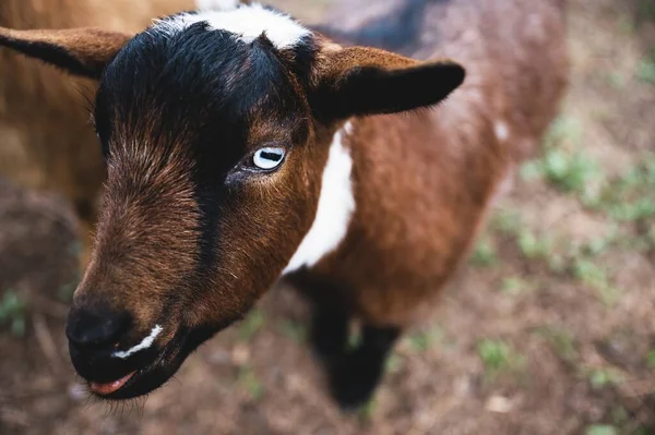 Closeup Shot Young Goat California Ranch Blurred Background — Stock Photo, Image