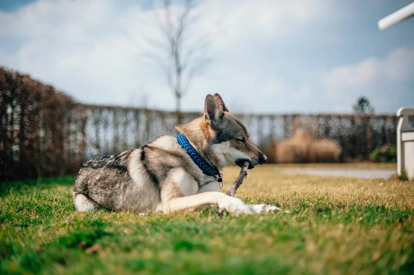 Tamaskan Dog Sitting Garden Daytime — Stock Photo, Image