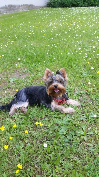 Pionowe Ujęcie Yorkshire Terrier Siedzi Zielonym Polu Trawy Pełnej Małych — Zdjęcie stockowe