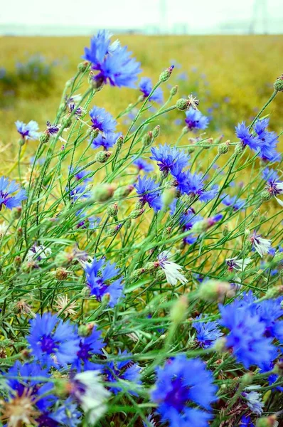 Vertical Closeup Shot Blooming Blue Flowers Green Field — Stock Photo, Image