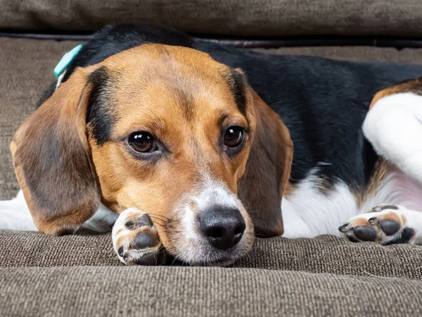 Primer Plano Del Cachorro Beagle Harrier Sobre Fondo Marrón — Foto de Stock