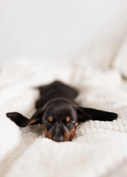 Avusturya Siyah Tan Hound Uyurken Güzel Bir Yüksek Açılı Dikey — Stok fotoğraf