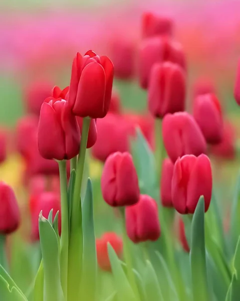 Une Belle Mise Point Sélective Gros Plan Tulipes Parfait Pour — Photo