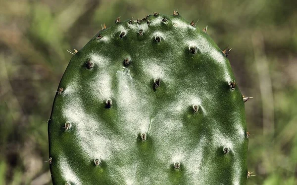 Primer Plano Cactus Bajo Luz Del Sol — Foto de Stock