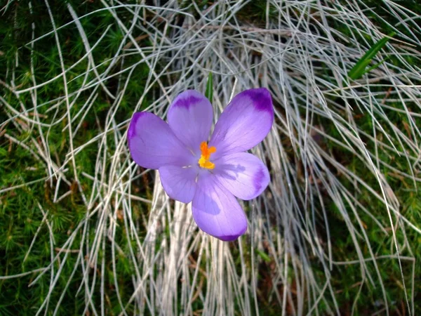 Nahaufnahme Eines Violetten Krokus Auf Einem Boden — Stockfoto