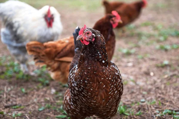 背景がぼやけているカリフォルニアの牧場で鶏の浅い焦点ショット — ストック写真