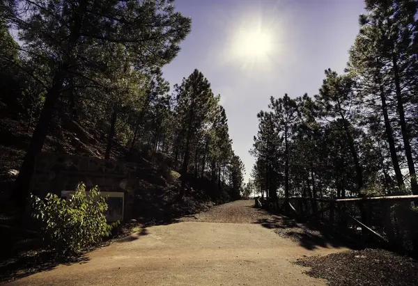 空に陽の光が差し込む松の木の間の未舗装の道 — ストック写真