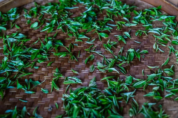 Vertical Shot Fresh Tea Leaves Gathered Plantation Spread Tray — Stock Photo, Image