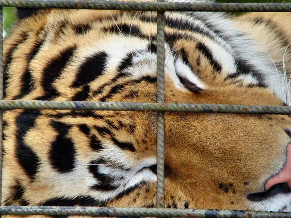 Tiro Perto Tigre Dormindo Uma Gaiola — Fotografia de Stock