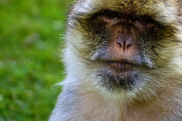 Close Macacos Com Fundo Grama Verde Embaçado — Fotografia de Stock