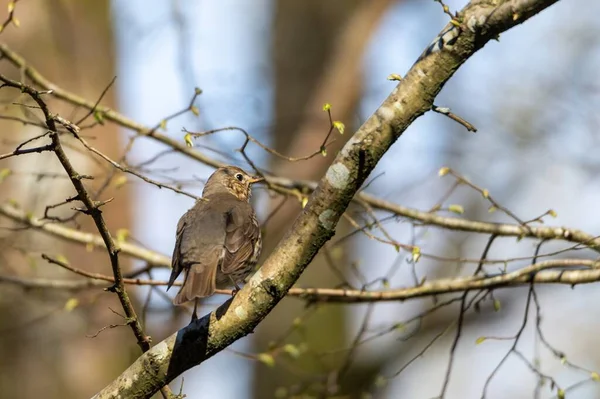 Nahaufnahme Eines Vogels Der Auf Dem Ast Eines Baumes Mit — Stockfoto