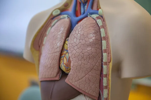 Lungs Model Human Body — Stock Photo, Image