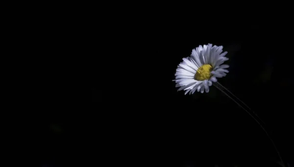 一只美丽的白色雏菊在黑色背景下的特写 — 图库照片