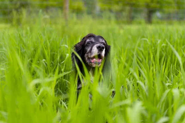 公園の緑の芝生に囲まれた犬 — ストック写真