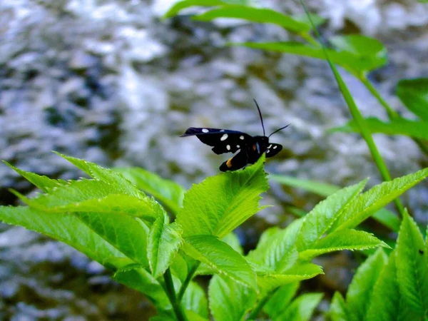 Beyaz Benekli Siyah Bir Kelebeğin Yeşil Bir Yaprağın Üzerinde Kayalık — Stok fotoğraf
