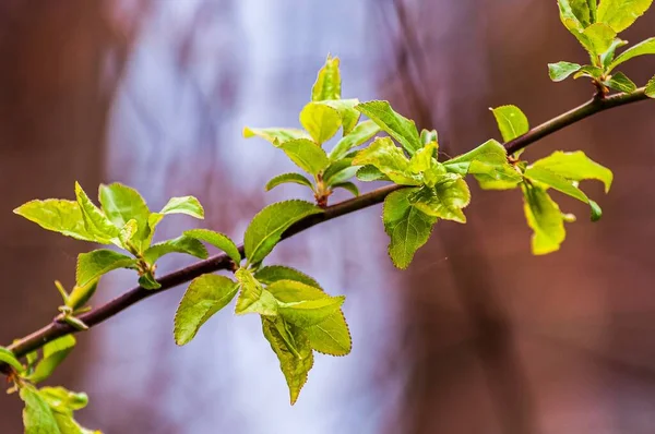 Closeup Branch Green Lush Leaves Blurry Background — Stock Photo, Image