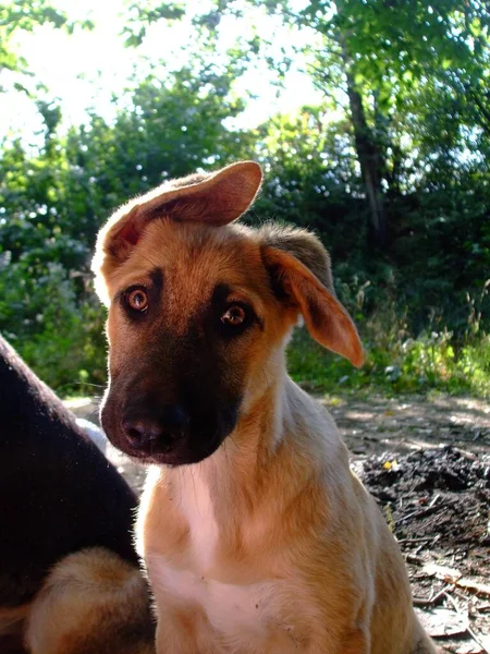 Disparo Vertical Perro Marrón Sentado Con Una Oreja Volteada Con — Foto de Stock