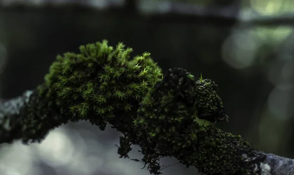 Closeup Moss Growing Branch — Stock Photo, Image