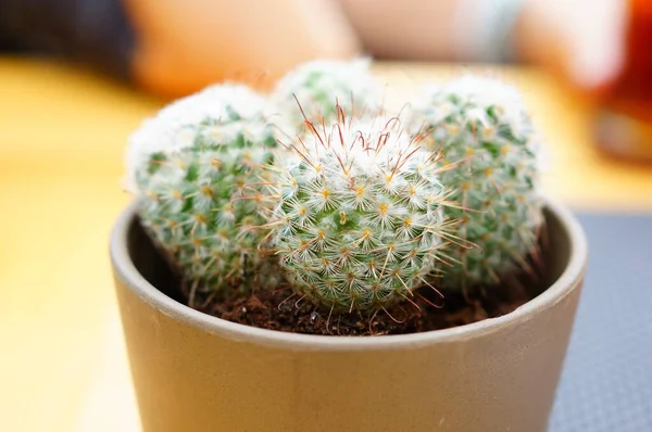 Primo Piano Cactus Verde Una Pentola Con Uno Sfondo Sfocato — Foto Stock