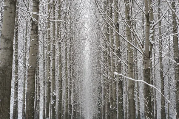 Удивительный Снимок Низкого Угла Зимнего Леса Большим Количеством Деревьев — стоковое фото