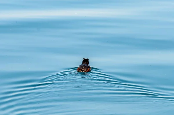 Belo Pato Nadando Água Lago Leman Suíça Durante Dia — Fotografia de Stock