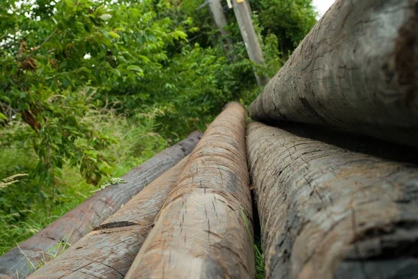 Tiro Bonito Dos Canalizadores Árvore Cima Outro Floresta — Fotografia de Stock