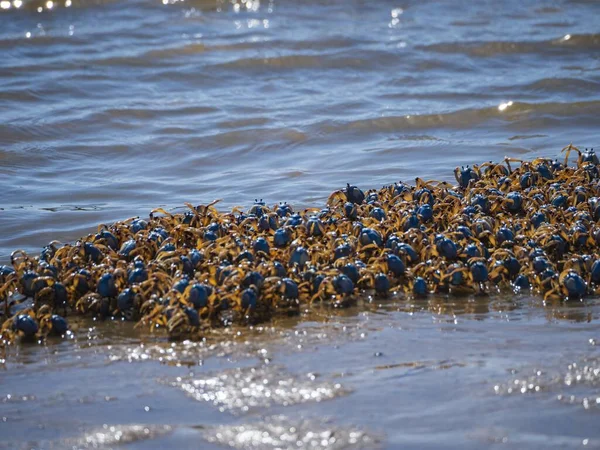 Los Muchos Pequeños Cangrejos Entre Mar — Foto de Stock