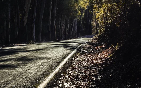 Ένα Μακρινό Πλάνο Ενός Ασφαλτοστρωμένου Δρόμου Στο Δάσος — Φωτογραφία Αρχείου
