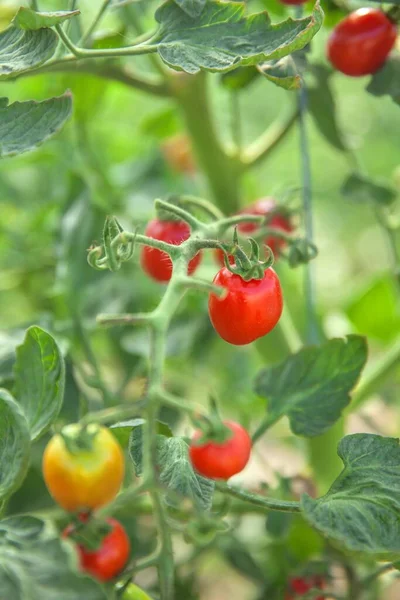 Aquí Crecen Los Tomates Rojos Los Pimientos Amarillos — Foto de Stock