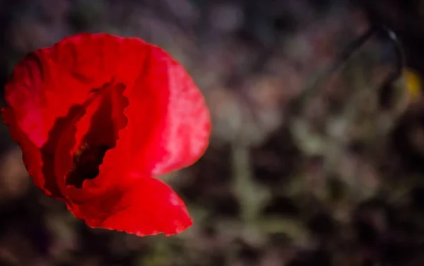 Lágy Fókusz Piros Virágzó Mák Területen Egy Elmosódott Háttér — Stock Fotó