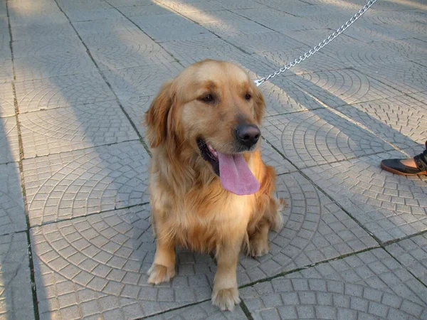 Una Hermosa Toma Feliz Golden Retriever Con Una Correa Encadenada —  Fotos de Stock