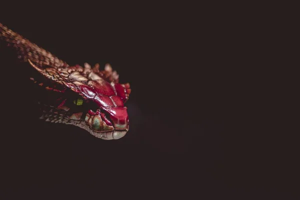 Eine Nahaufnahme Einer Beängstigenden Roten Schlange Mit Hörnern Licht Vor — Stockfoto