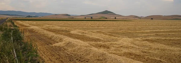 ログローノ近くのライヴァのトウモロコシ畑の眺め スペインのラ リオハ — ストック写真
