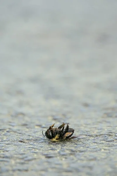 Вертикальный Селективный Снимок Мёртвой Пчелы Каменной Земле — стоковое фото