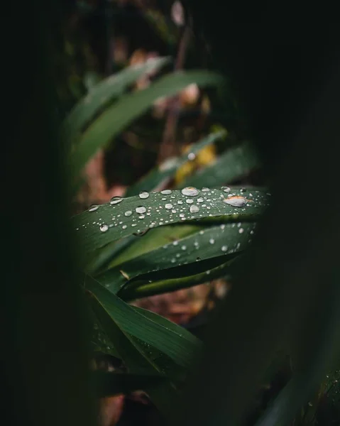 Close Gotas Água Folhas Uma Planta Verde Dia Chuvoso Primavera — Fotografia de Stock